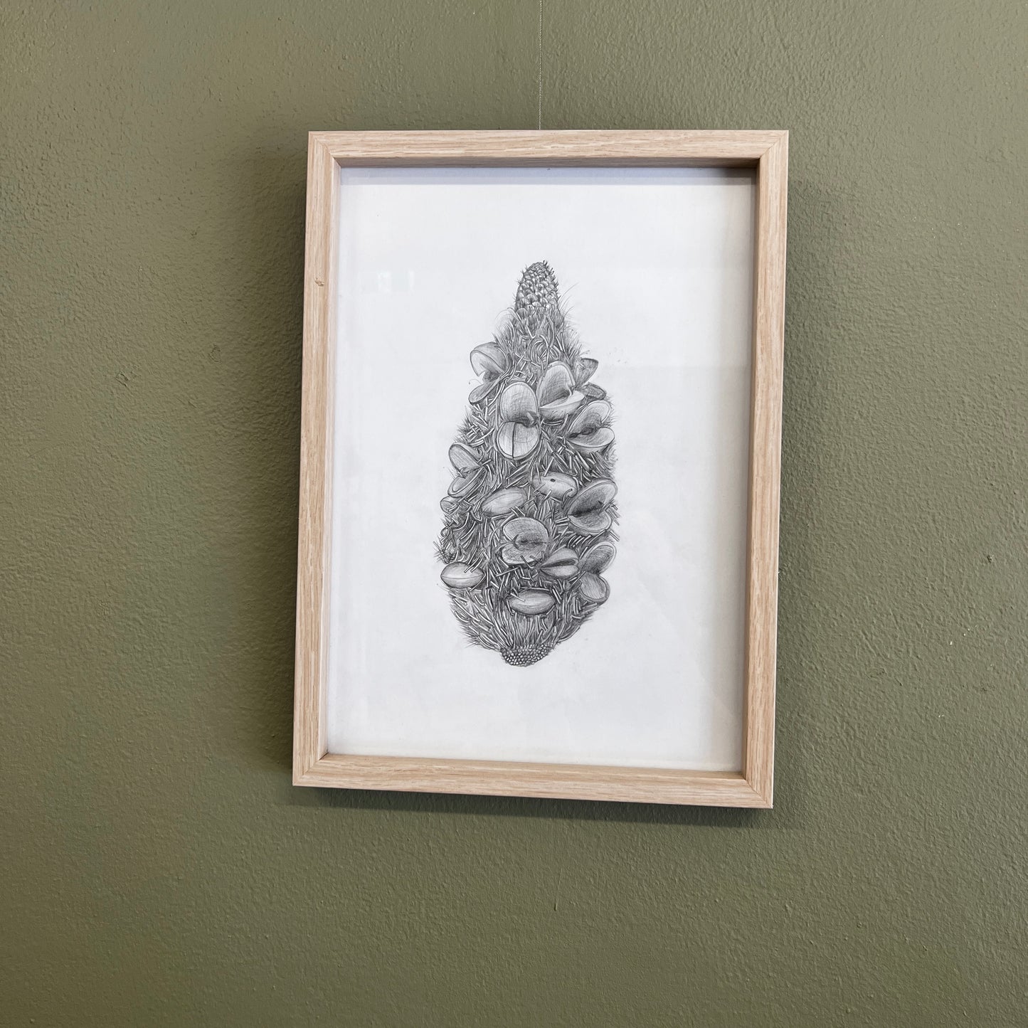 Banksia - Sandy Sutton