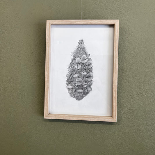 Banksia - Sandy Sutton